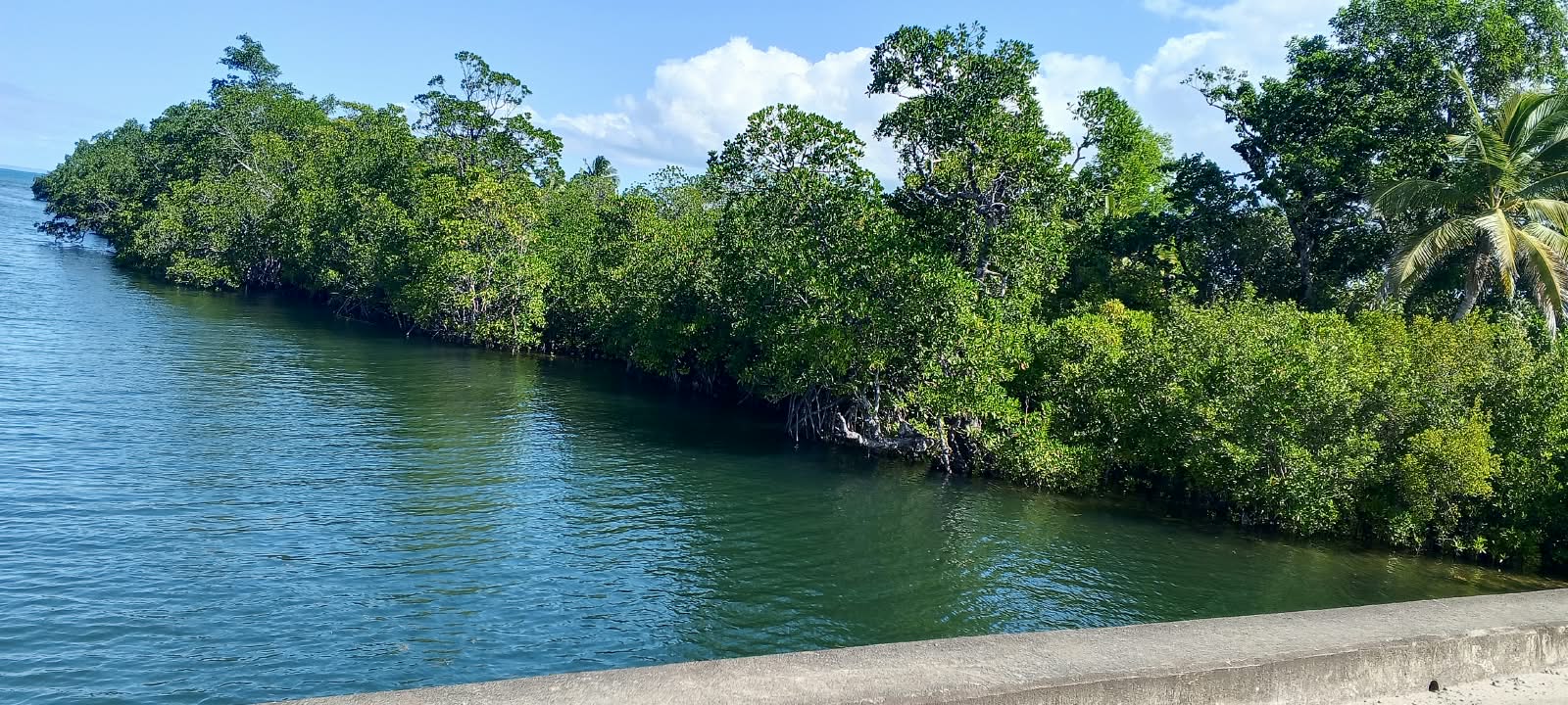 Mangrove de Manompana