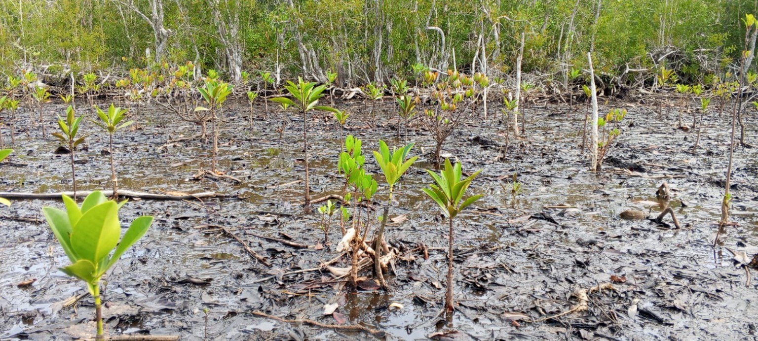 Zone de jeunes plants de mangrove